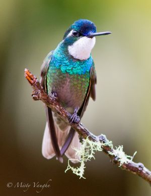 Hummingbird.White-throated Mountain Gem4N1J2149.jpg